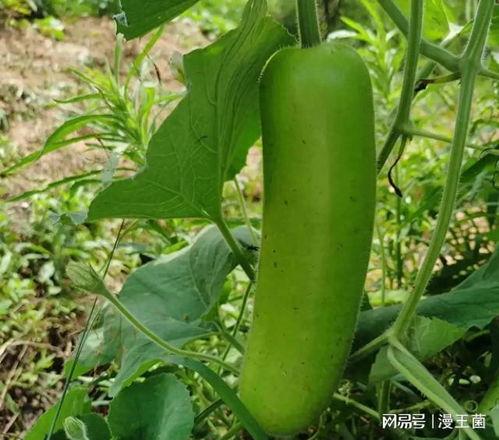 吃瓜娱乐圈番茄,番茄带你领略明星们的酸甜苦辣